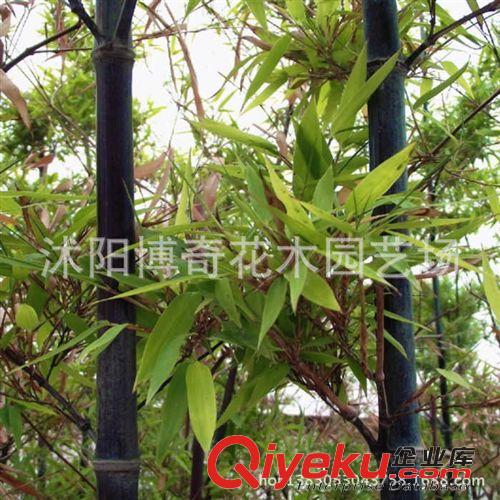 供應gd竹子苗青竹紫竹 金鑲玉竹等庭院綠化盆栽地栽彩色竹子