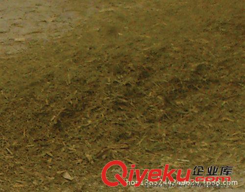 青貯玉米秸稈飼料面包草江蘇南通青貯飼料面包草原始圖片3