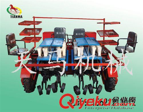 丹參專業秧苗移栽機{sx}樂陵天馬機械