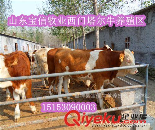 生長速度最快的肉牛品種-西門塔爾牛