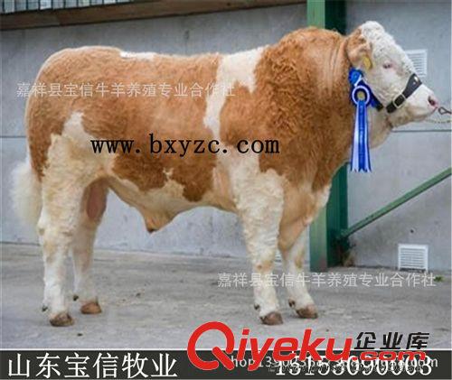 生長速度最快的肉牛品種-西門塔爾牛