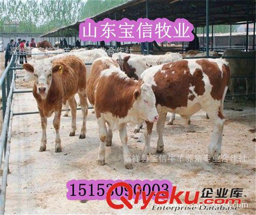 生長速度最快的肉牛品種-西門塔爾牛
