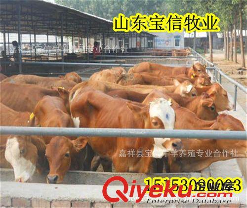 魯西黃牛純種小牛犢價(jià)格【保證正規(guī)養(yǎng)殖場(chǎng)養(yǎng)殖，提高全套證件】原始圖片2