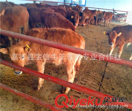 魯西黃牛純種小牛犢價(jià)格【保證正規(guī)養(yǎng)殖場(chǎng)養(yǎng)殖，提高全套證件】原始圖片3