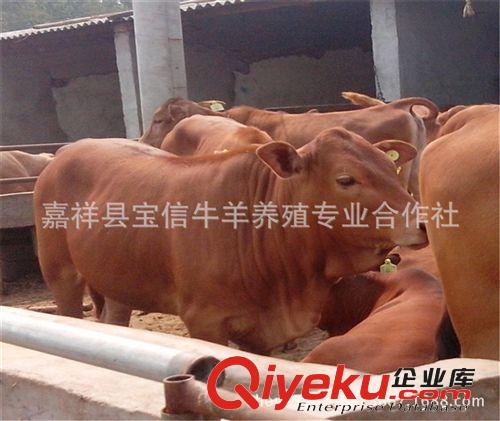 魯西黃牛純種小牛犢價(jià)格【保證正規(guī)養(yǎng)殖場(chǎng)養(yǎng)殖，提高全套證件】