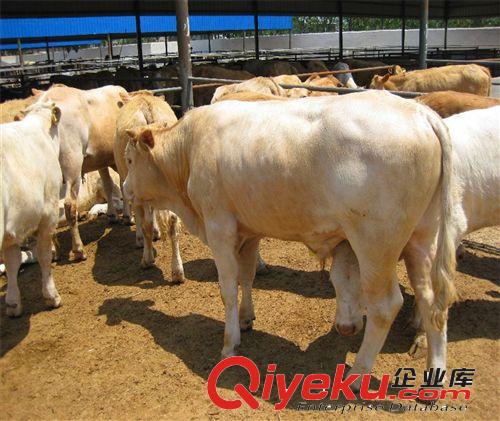 【夏洛萊肉牛】白牛價格，夏洛萊肉牛，肉牛價格，肉牛養殖成本