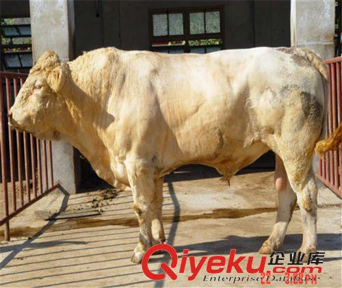 【夏洛萊肉牛】白牛價格，夏洛萊肉牛，肉牛價格，肉牛養殖成本