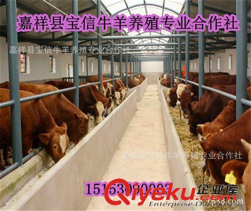 適合南方養殖的品種-魯西黃牛