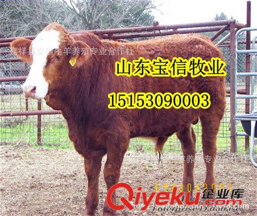 寶信牧業改良肉牛品種-三元雜交牛原始圖片2