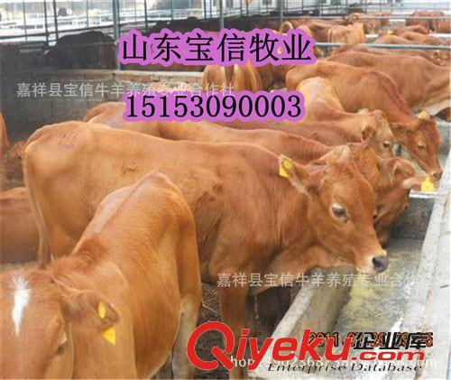 寶信牧業改良肉牛品種-三元雜交牛原始圖片3