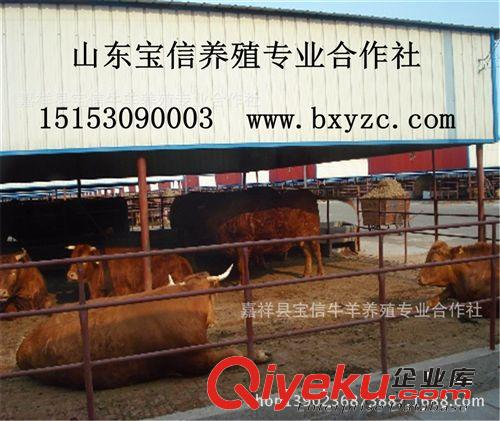 適合南方養殖的品種-魯西黃牛原始圖片2