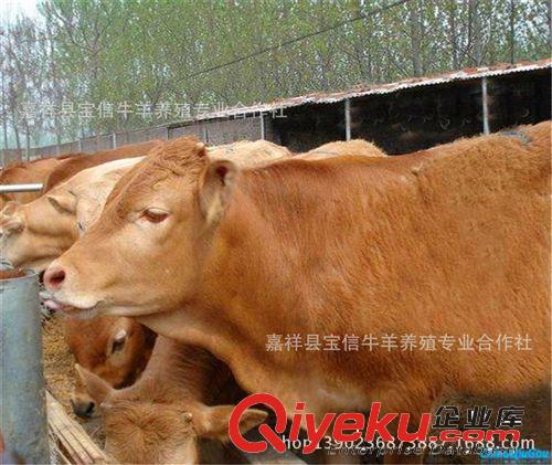 肉牛，小牛，育肥牛，黃?！緩S家直銷，質量保證，價格{zd1}】