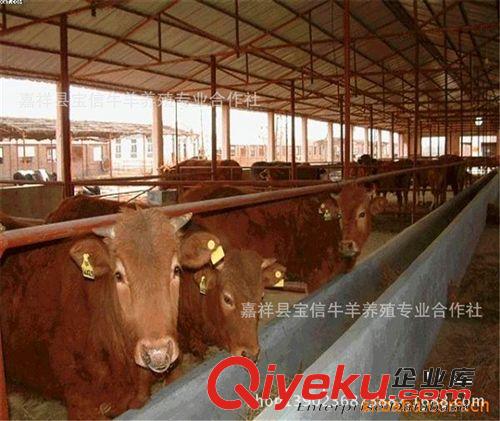首批養牛注意事項：肉牛品種，肉牛價格，肉牛養殖技術，肉牛養殖