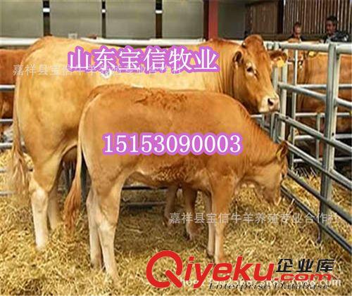 首批養牛注意事項：肉牛品種，肉牛價格，肉牛養殖技術，肉牛養殖原始圖片2