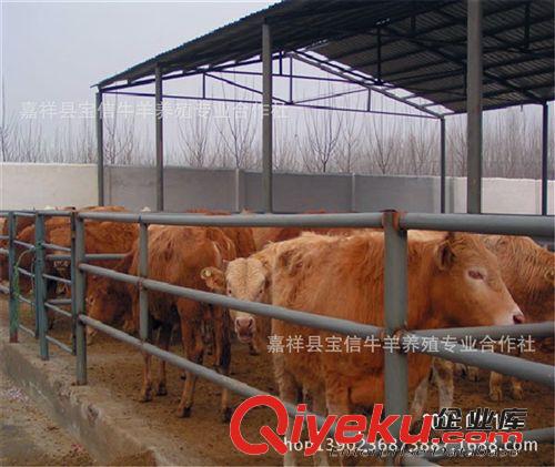 首批養牛注意事項：肉牛品種，肉牛價格，肉牛養殖技術，肉牛養殖原始圖片3