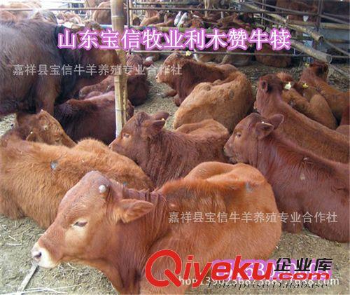 首批養牛注意事項：肉牛品種，肉牛價格，肉牛養殖技術，肉牛養殖