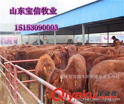 廣東肉牛養(yǎng)殖場(chǎng)，廣東肉牛{zx1}價(jià)格，廣東適合養(yǎng)殖的肉牛品種