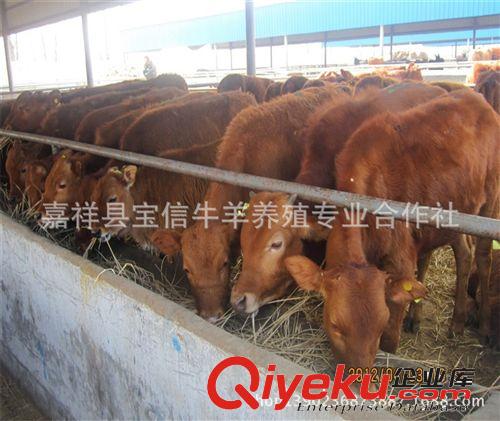 廣東肉牛養(yǎng)殖場(chǎng)，廣東肉牛{zx1}價(jià)格，廣東適合養(yǎng)殖的肉牛品種