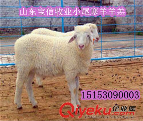 小尾寒羊種羊—小尾寒羊價格—小尾寒羊養(yǎng)殖場—甘肅小尾寒羊價格原始圖片3