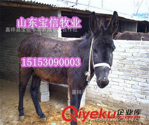 【肉驢養(yǎng)殖場(chǎng)】德州驢價(jià)格，肉驢養(yǎng)殖場(chǎng)，德州驢養(yǎng)殖效益分析
