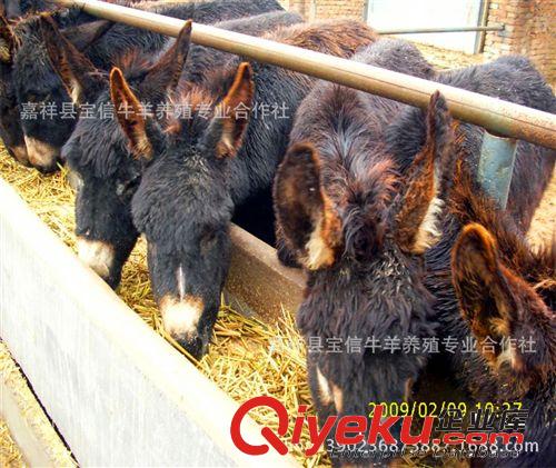適合全國養殖的肉驢品種—德州驢肉驢，關中驢肉驢