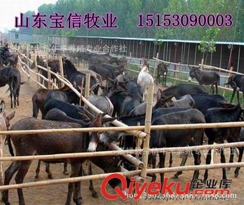 適合全國養殖的肉驢品種—德州驢肉驢，關中驢肉驢