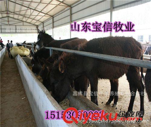 供應(yīng)一級肉驢，德州驢肉驢【提供技術(shù)，支持貨到付款】