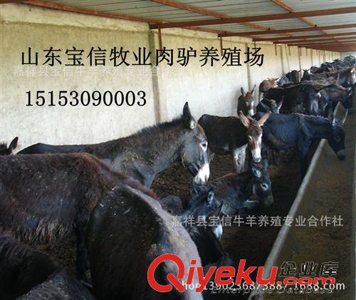 全網(wǎng)肉驢{zd1}價格900起價，小驢【提供技術(shù)，支持貨到付款】