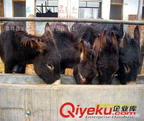 全網肉驢{zd1}價格900起價，小驢【提供技術，支持貨到付款】