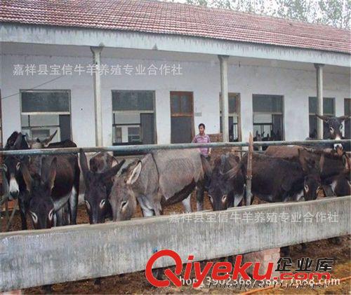 全網肉驢{zd1}價格900起價，小驢【提供技術，支持貨到付款】
