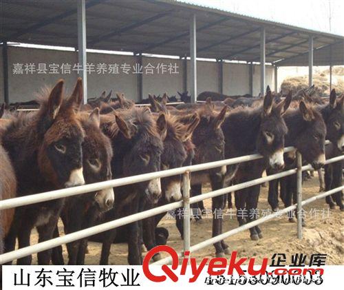 【德州驢】本場出售優(yōu)質(zhì)200-500斤肉驢小驢，免費送貨，貨到付款