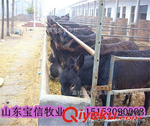 【廠家直銷】云南驢價格—云南驢養(yǎng)殖技術(shù)