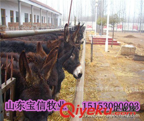 【廠家直銷】云南驢價格—云南驢養殖技術