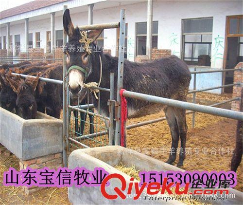 河北省肉驢養(yǎng)殖場,保定市肉驢養(yǎng)殖場