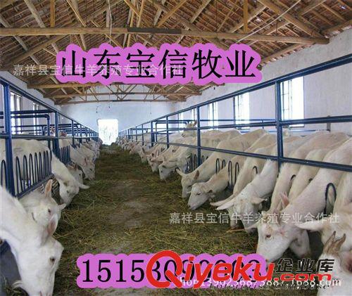 【廠家直銷】純種薩能奶山羊—奶山羊價格