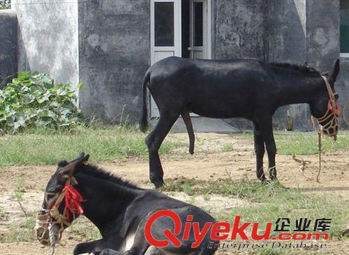 買馬應(yīng)該去哪里，哪里有賣專業(yè)跑馬的