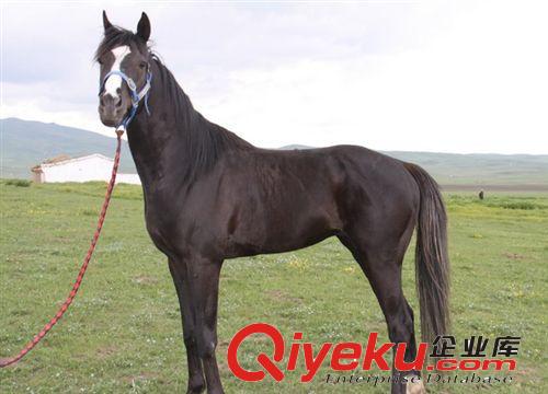 中國(guó){zd0}的養(yǎng)馬場(chǎng)在哪里，{zh0}的騎乘馬品種