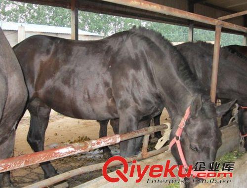 一匹阿拉伯馬要多少錢，成年阿拉伯馬多少錢