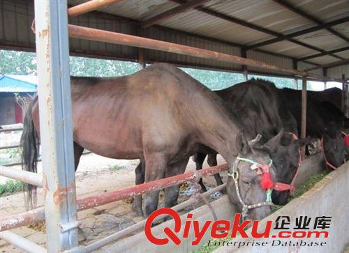 哪里賣小矮馬，哪里有賣小矮馬的，哪里有小矮馬