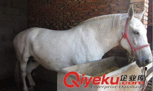 漢宮矮馬價(jià)格，漢宮矮馬多少錢(qián)一匹，哪里有出售漢宮矮馬的