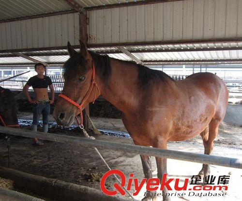 三河馬圖片，三河馬價格，哪有賣三河馬的