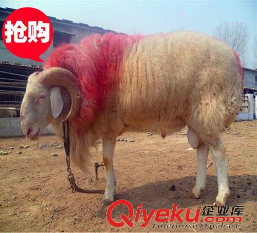 【小尾寒羊】  小尾寒羊小羊價格 哪里出售育肥羊苗