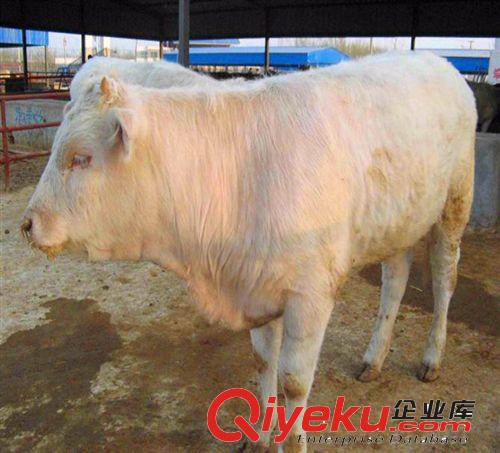 興旺養(yǎng)牛質(zhì)量{dy} 牛犢品種全 質(zhì)量優(yōu) 買牛就到興旺牛場原始圖片3