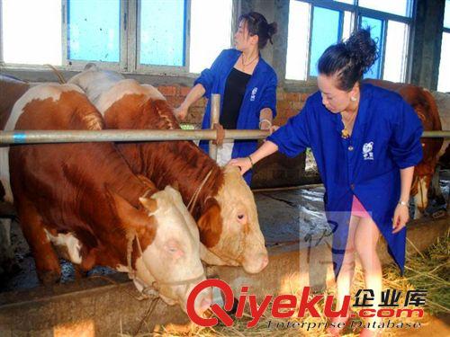 興旺養(yǎng)牛質(zhì)量{dy} 牛犢品種全 質(zhì)量優(yōu) 買牛就到興旺牛場