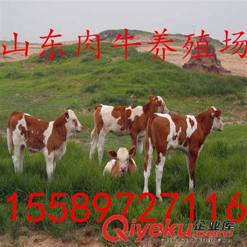 正規(guī)利木贊牛-利木贊牛出欄周期-利木贊牛漲勢原始圖片2
