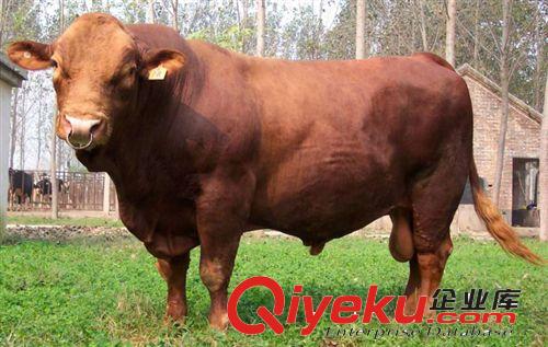 進口肉牛好品種 夏洛萊牛 年長一噸 夏洛萊牛養(yǎng)殖致富{sx}原始圖片2