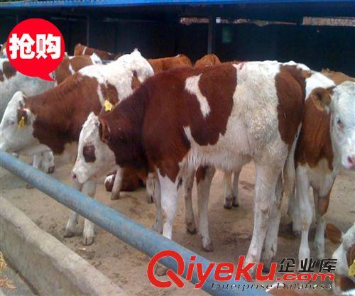 進口肉牛好品種 夏洛萊牛 年長一噸 夏洛萊牛養(yǎng)殖致富{sx}原始圖片3