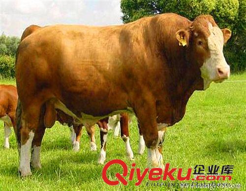 江西黃牛價格 哪里可以買到好品種的肉牛 服務(wù){(diào)yl}的肉牛養(yǎng)殖場原始圖片2