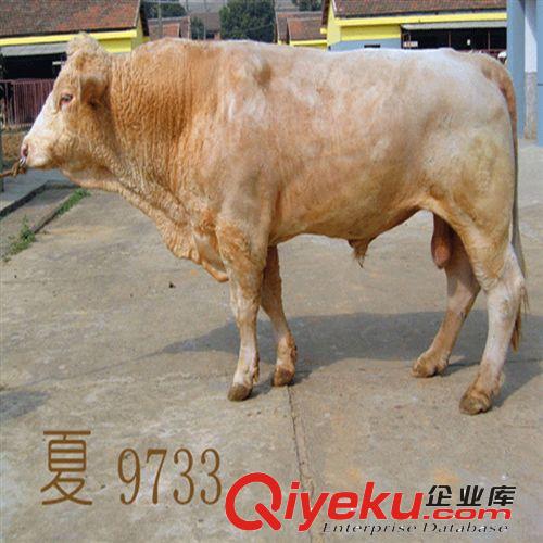 江西黃牛價格 哪里可以買到好品種的肉牛 服務(wù){(diào)yl}的肉牛養(yǎng)殖場原始圖片3