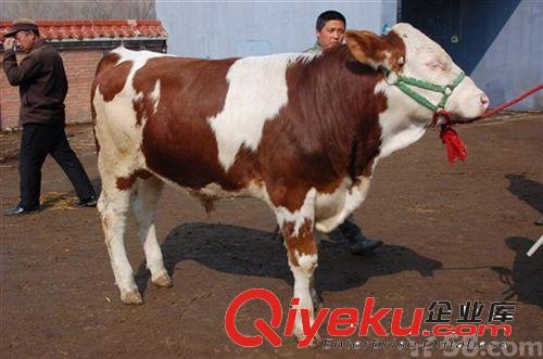 tj供應(yīng)西門(mén)塔爾牛 牛犢 買(mǎi)十頭可以免費(fèi)送到家